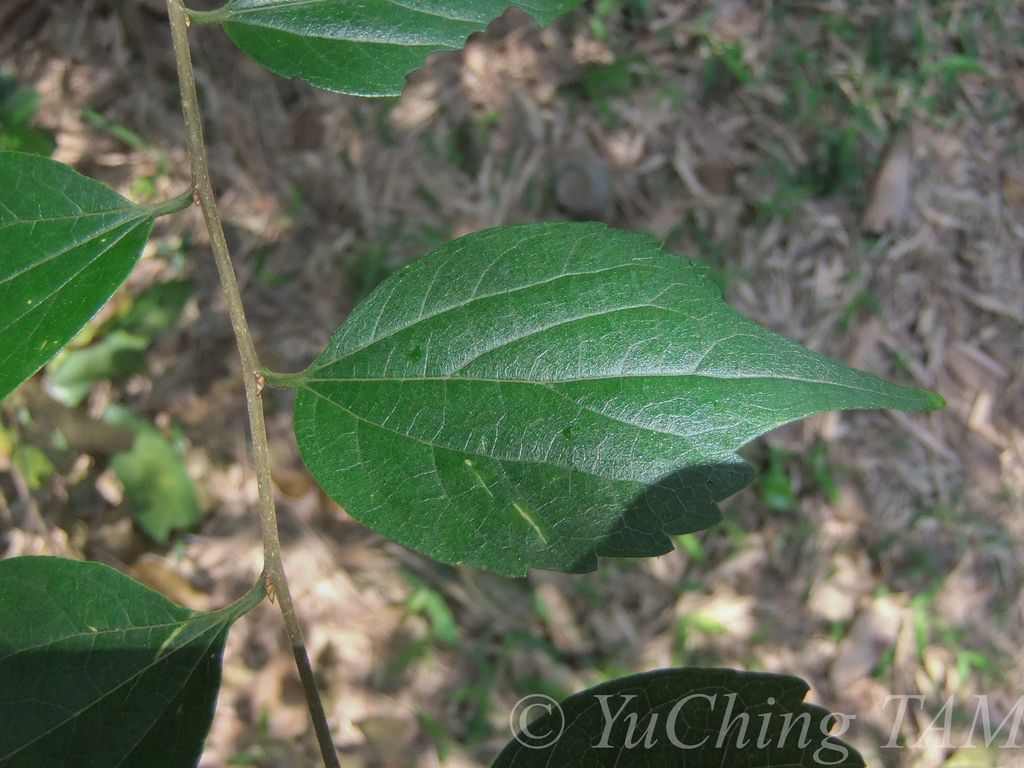 沙楠子樹 馬祖燕鷗保護區植物 含小坵 Inaturalist