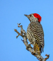 Cardinal Woodpecker photo 1