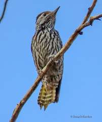 Cardinal Woodpecker photo 3