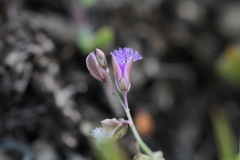 Polygala sibirica