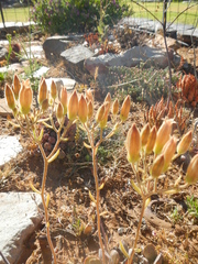 Tylecodon ventricosus