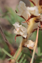Orobanche alba