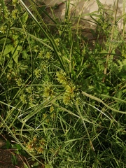 Cyperus eragrostis image