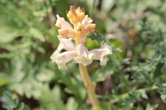 Orobanche alba