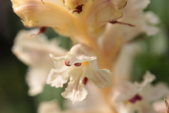 Orobanche alba