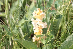 Orobanche alba