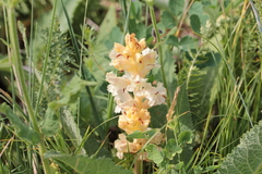 Orobanche alba