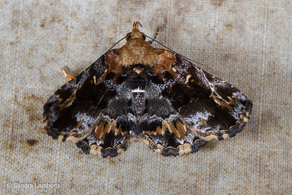 Pangrapta hylaxalis