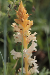 Orobanche alba