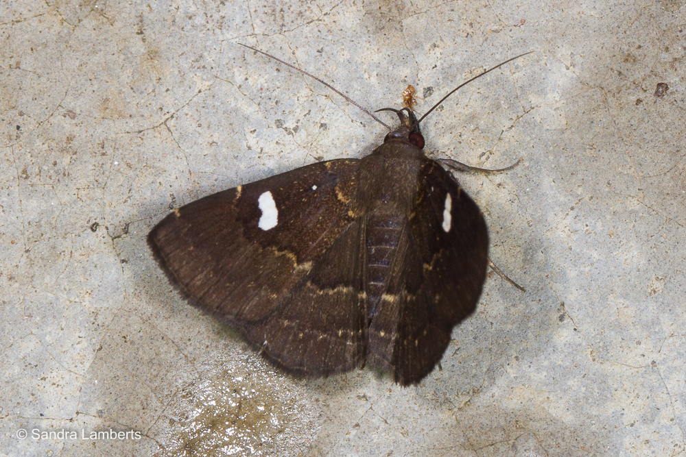 Bocana silenusalis
