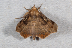 Thyrostipa sphaeriphora
