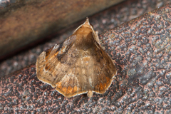 Thyrostipa sphaeriphora