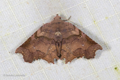Ectogoniella