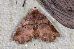 Ectogoniella