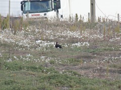 Haematopus leucopodus