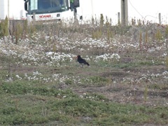 Haematopus leucopodus