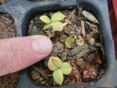 Tylecodon ventricosus