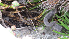 Mixcoatlus melanurus