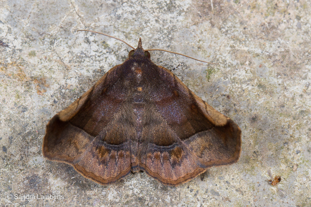 Pangrapta pannosa