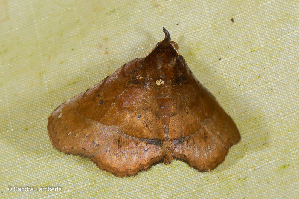 Pangrapta paragona