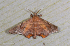 Episparis tortuosalis