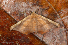 Episparis tortuosalis