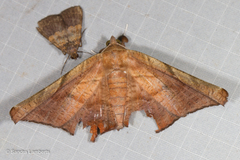 Episparis tortuosalis