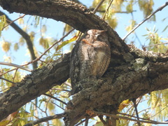 African Scops Owl photo 5
