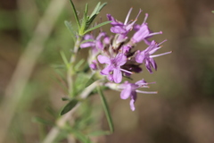 Thymus pallasianus