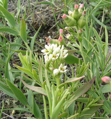 Comandra umbellata pallida