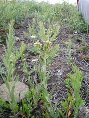 Comandra umbellata pallida