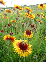 Gaillardia aristata