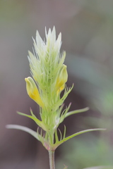 Melampyrum argyrocomum
