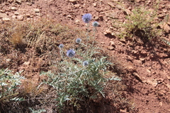 Echinops ritro ruthenicus