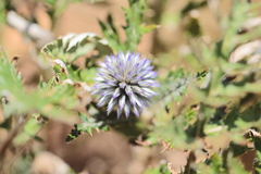 Echinops ritro ruthenicus