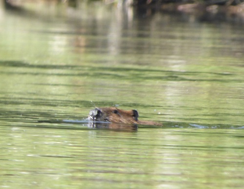American Beaver photographed in New Hampshire
