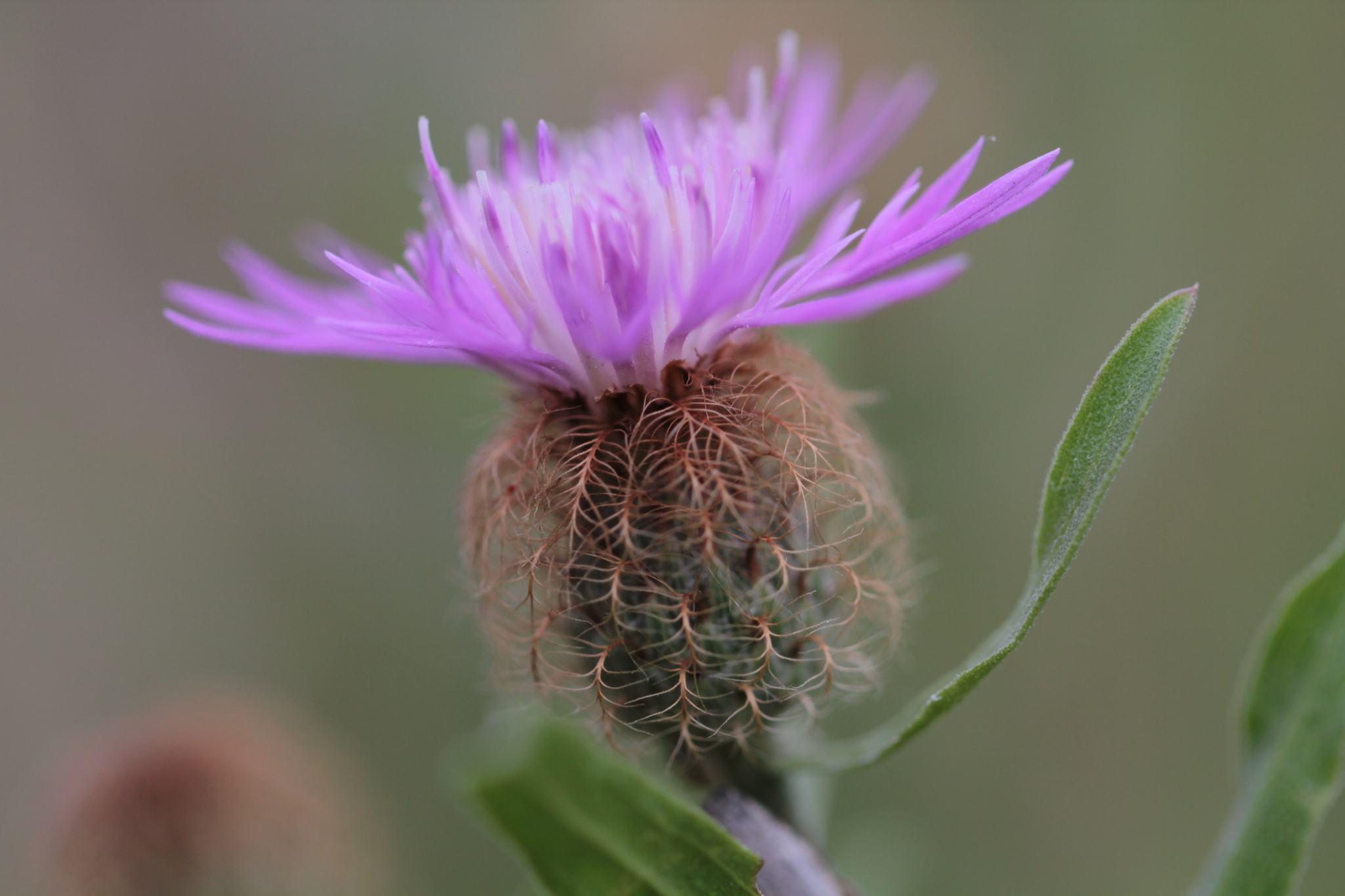 Centaurea trichocephala