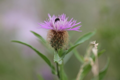 Centaurea trichocephala