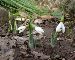 Galanthus alpinus