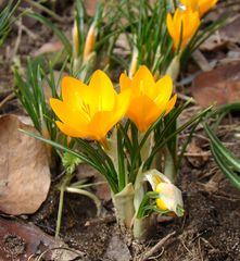 Crocus ancyrensis