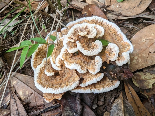 Thelephora aurantiotincta