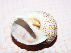 Naticarius stercusmuscarum