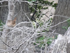 Troglodytes aedon chilensis