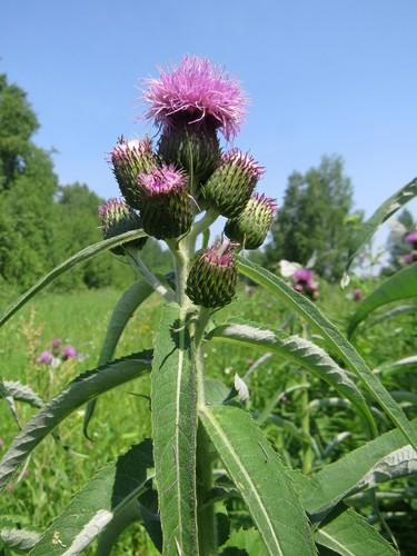 Cirsium helenioides