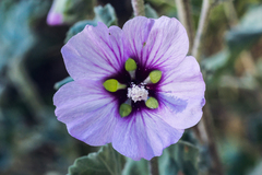 Malva subovata