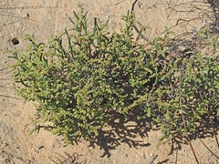 Psammotropha anguina