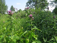 Cirsium helenioides