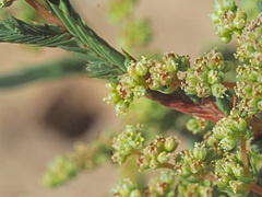 Psammotropha anguina