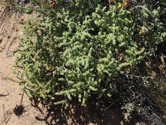 Psammotropha anguina