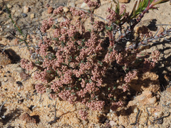 Psammotropha quadrangularis